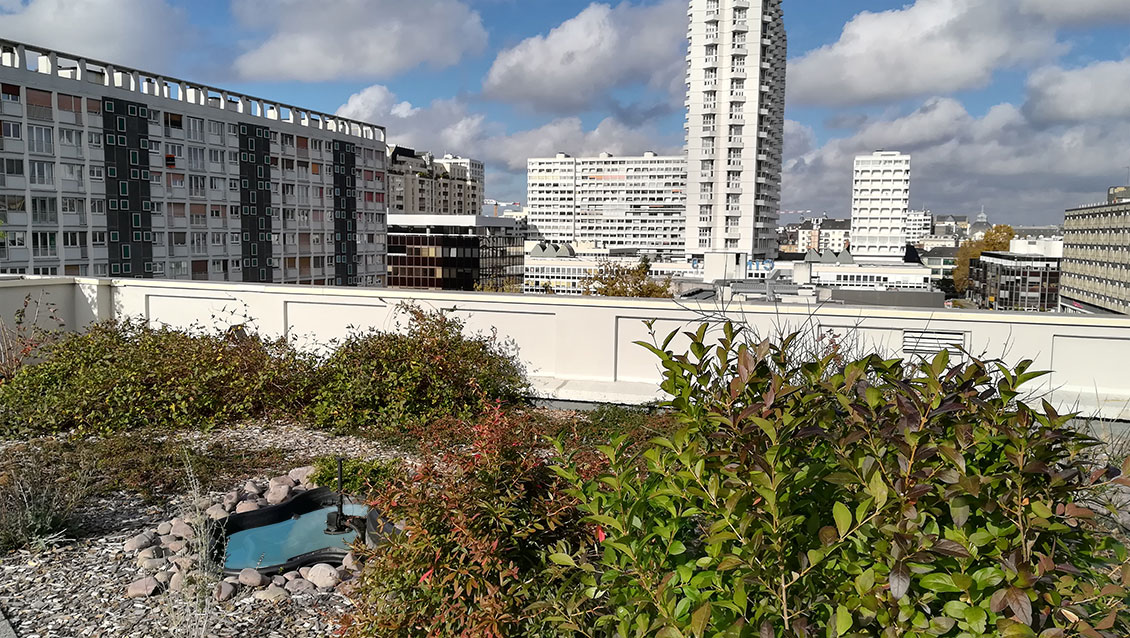 Toit végétalisé La Poste Colombier à Rennes