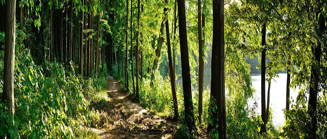 Photo de forêt