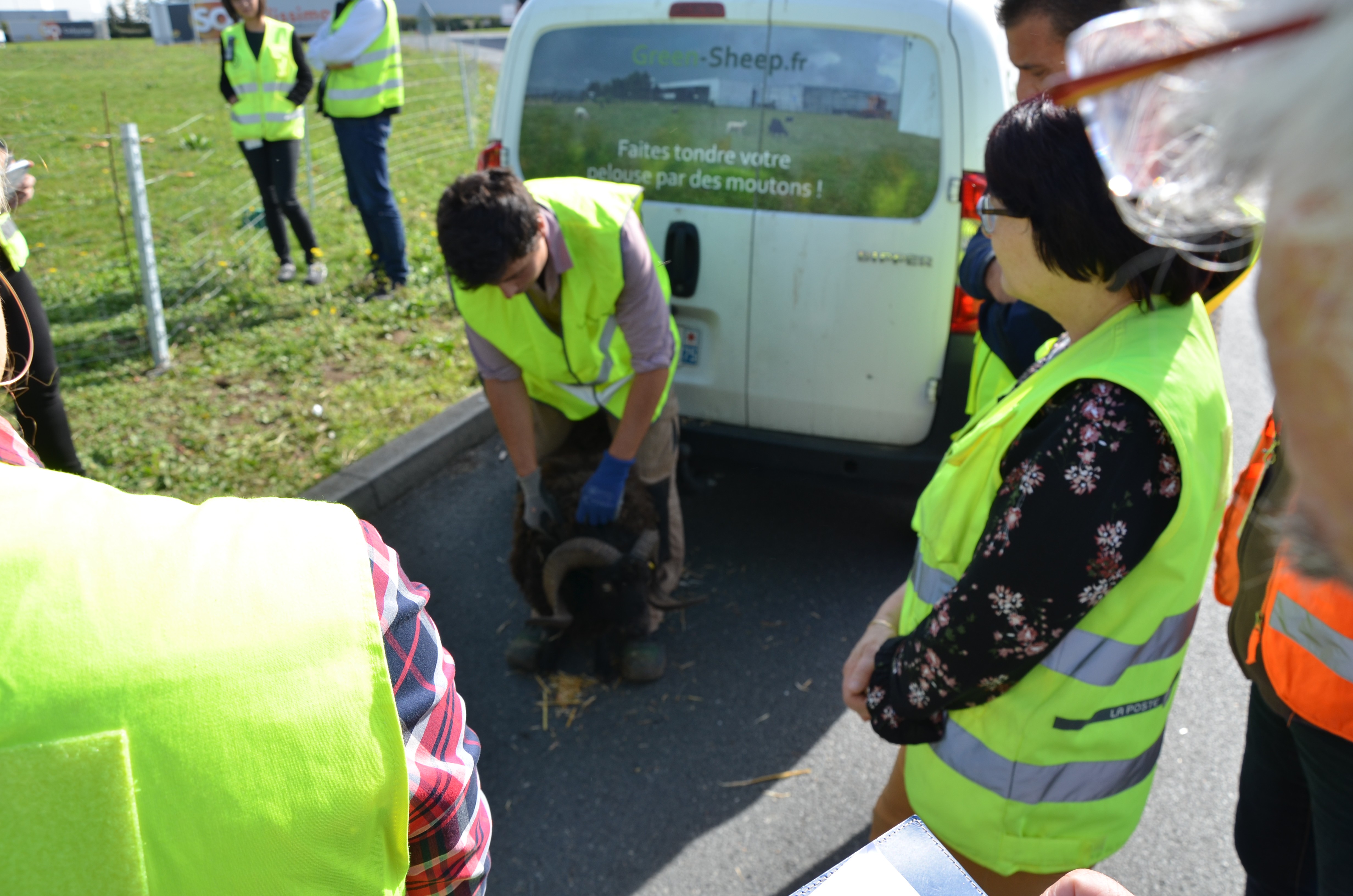 The Colissimo hub in Mer rents the flock of eight Ouessant sheep from the company Greensheep, based in Eure-et-Loir